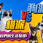 <strong>貓派 vs. 狗派：鏟屎官們的生活大發現 鄉野傳說是真的！</strong>