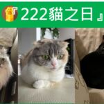 貓奴必看『222貓之日』，讓貓奴們為主子奉上罐罐一起慶祝