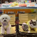 2025萌寵樂園全紀錄|寵物變裝賽與實體市集吸貓區實錄